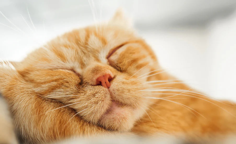 Perché i Gatti Dormono Così Tanto? Scopri i Segreti del Sonno Felino